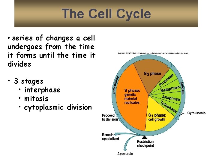 The Cell Cycle • series of changes a cell undergoes from the time it