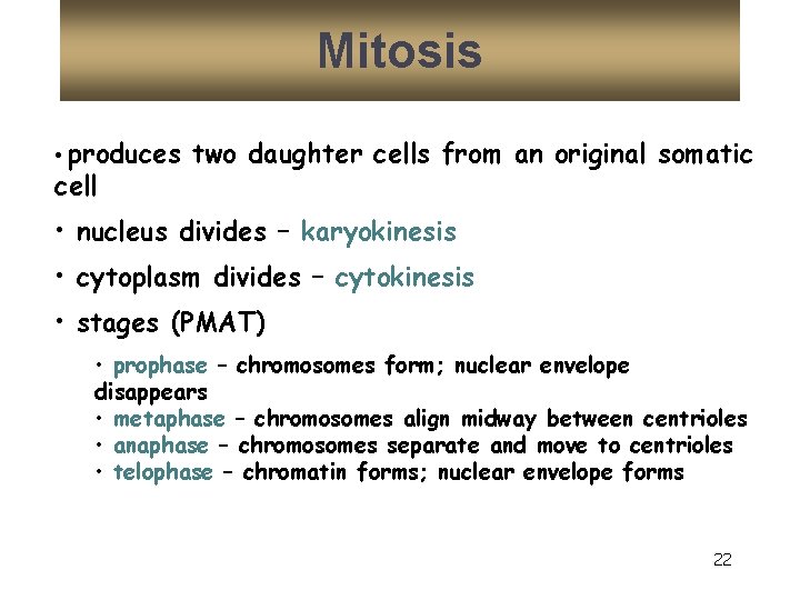 Mitosis • produces two daughter cells from an original somatic cell • nucleus divides