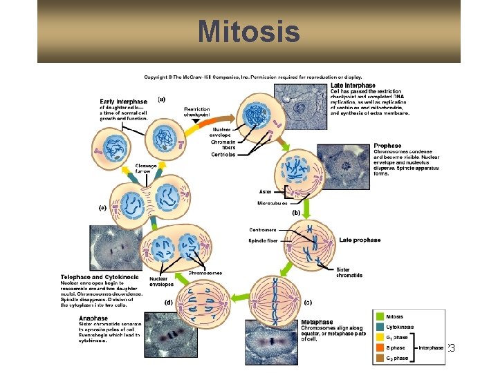 Mitosis 23 