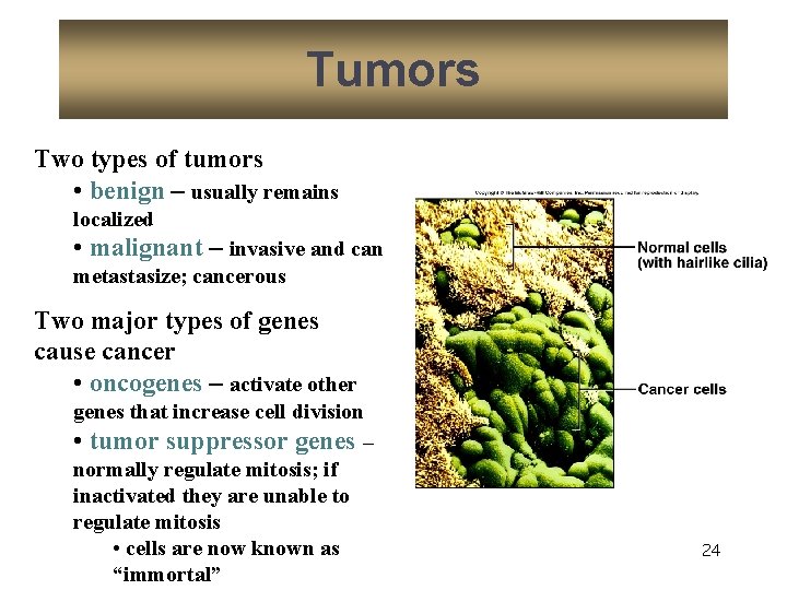 Tumors Two types of tumors • benign – usually remains localized • malignant –