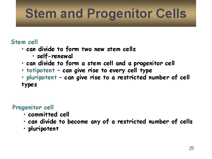 Stem and Progenitor Cells Stem cell • can divide to form two new stem