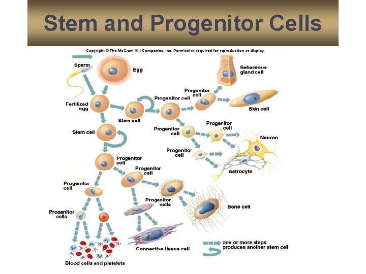 Stem and Progenitor Cells 26 