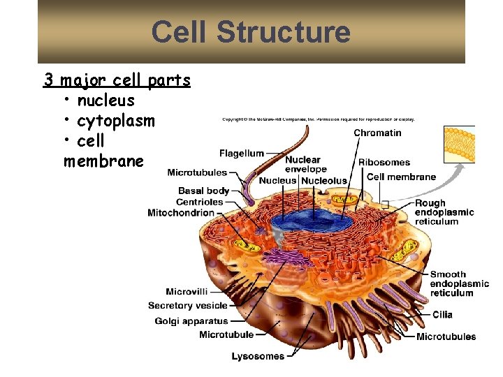 Cell Structure 3 major cell parts • nucleus • cytoplasm • cell membrane 3