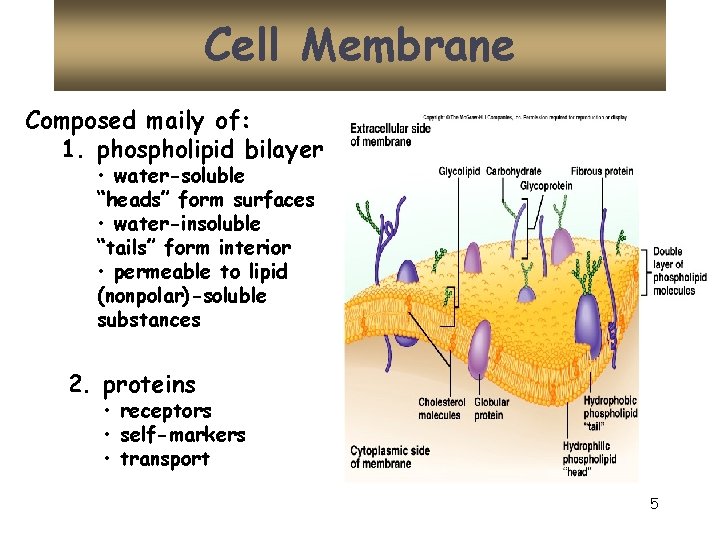 Cell Membrane Composed maily of: 1. phospholipid bilayer • water-soluble “heads” form surfaces •