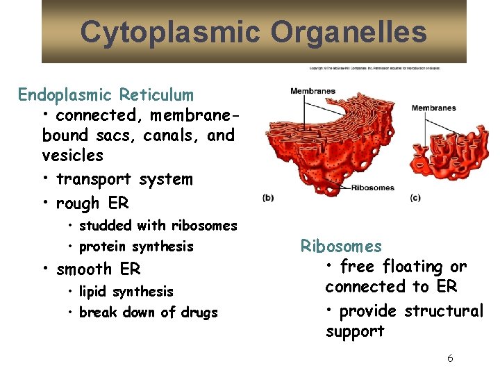 Cytoplasmic Organelles Endoplasmic Reticulum • connected, membranebound sacs, canals, and vesicles • transport system