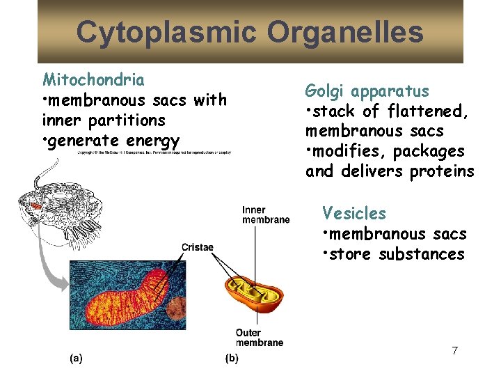 Cytoplasmic Organelles Mitochondria • membranous sacs with inner partitions • generate energy Golgi apparatus