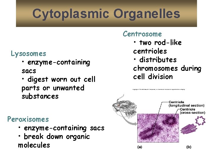 Cytoplasmic Organelles Lysosomes • enzyme-containing sacs • digest worn out cell parts or unwanted