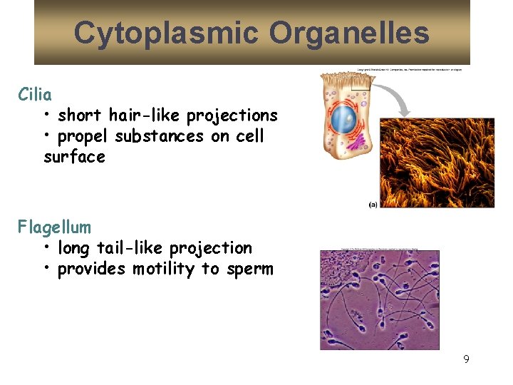 Cytoplasmic Organelles Cilia • short hair-like projections • propel substances on cell surface Flagellum