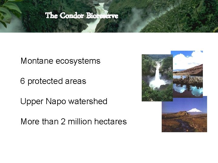 The Condor Bioreserve Montane ecosystems 6 protected areas Upper Napo watershed More than 2 The Condor Bioreserve Montane ecosystems 6 protected areas Upper Napo watershed More than 2