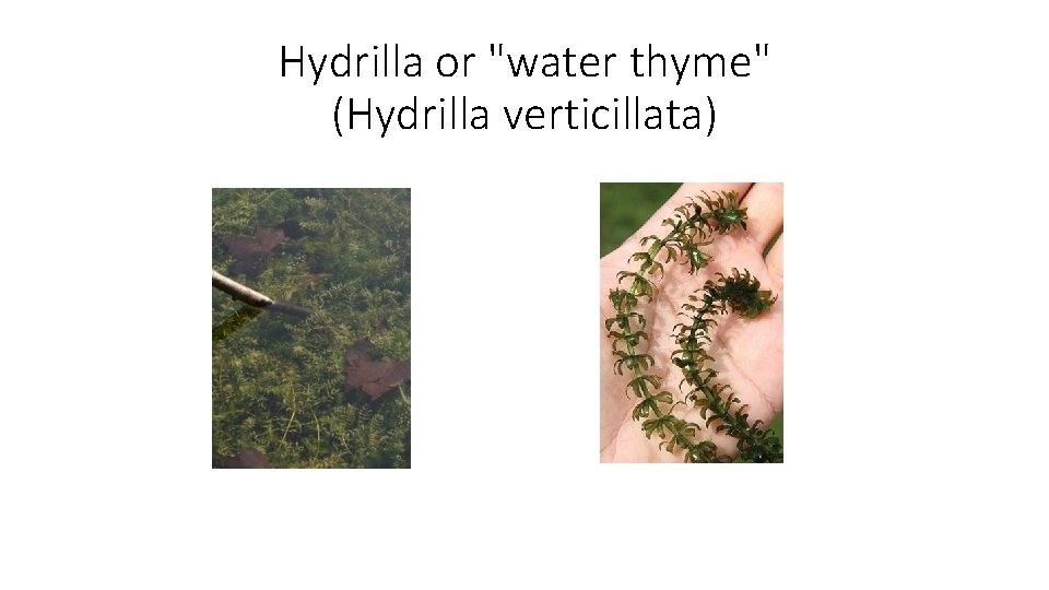 Hydrilla or "water thyme" (Hydrilla verticillata) 