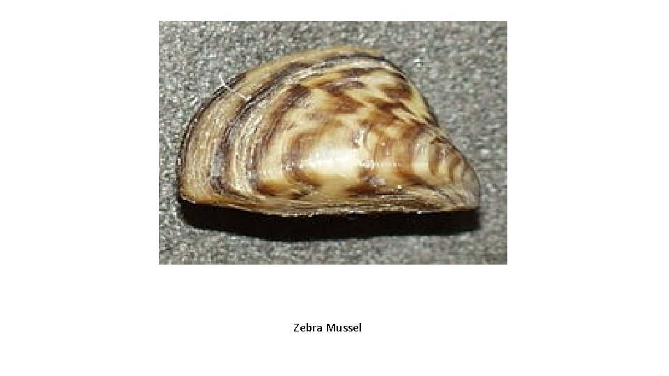 Zebra Mussel 