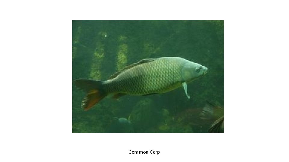 Common Carp 