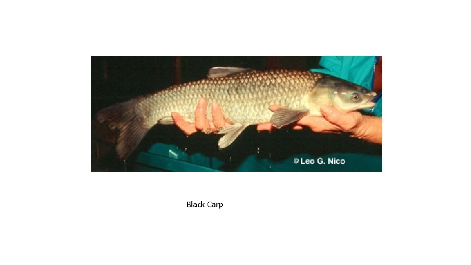 Black Carp 