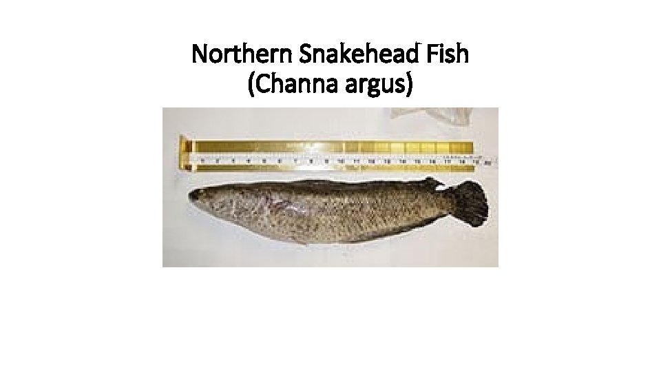 Northern Snakehead Fish (Channa argus) 