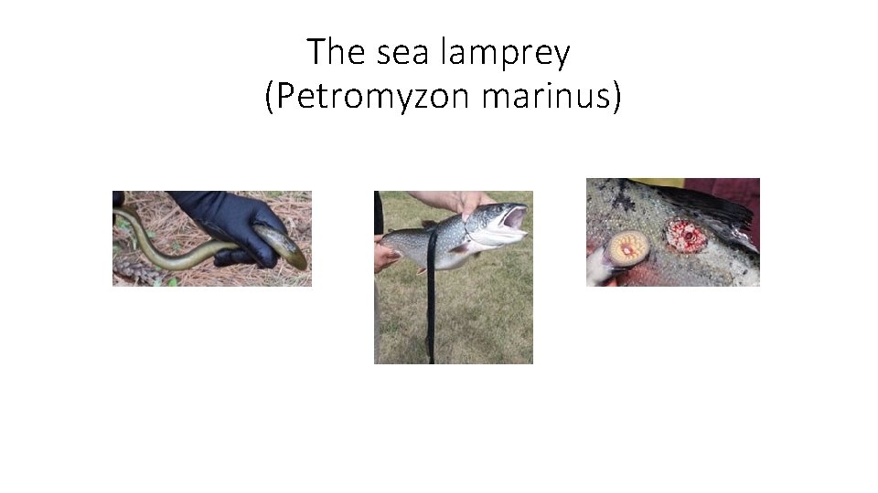 The sea lamprey (Petromyzon marinus) 