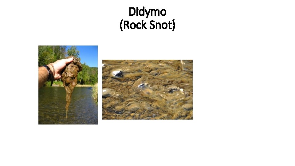 Didymo (Rock Snot) 