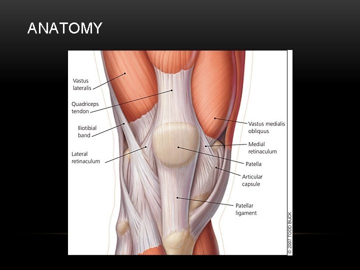 ANATOMY 