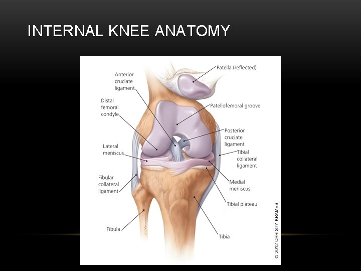 INTERNAL KNEE ANATOMY 