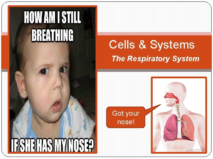 Cells & Systems The Respiratory System Got your nose! 