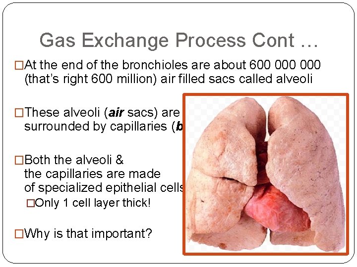 Gas Exchange Process Cont … �At the end of the bronchioles are about 600