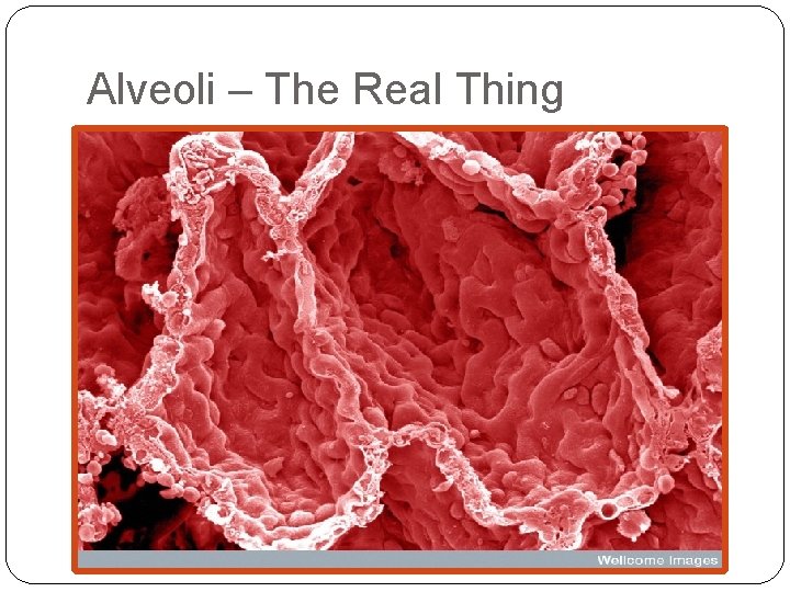 Alveoli – The Real Thing 
