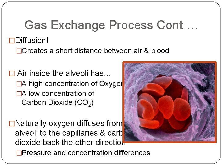 Gas Exchange Process Cont … �Diffusion! �Creates a short distance between air & blood