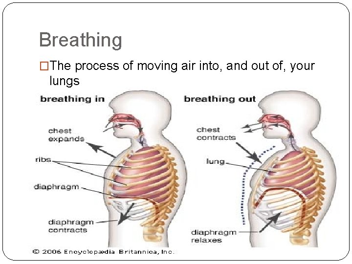 Breathing �The process of moving air into, and out of, your lungs 