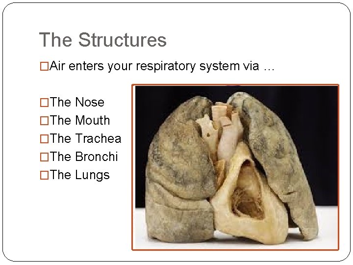 The Structures �Air enters your respiratory system via … �The Nose �The Mouth �The