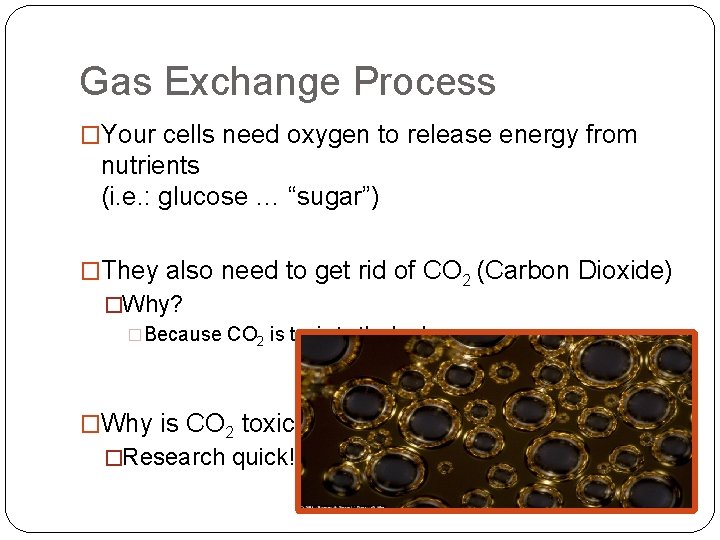 Gas Exchange Process �Your cells need oxygen to release energy from nutrients (i. e.
