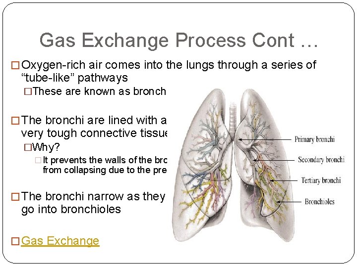 Gas Exchange Process Cont … � Oxygen-rich air comes into the lungs through a