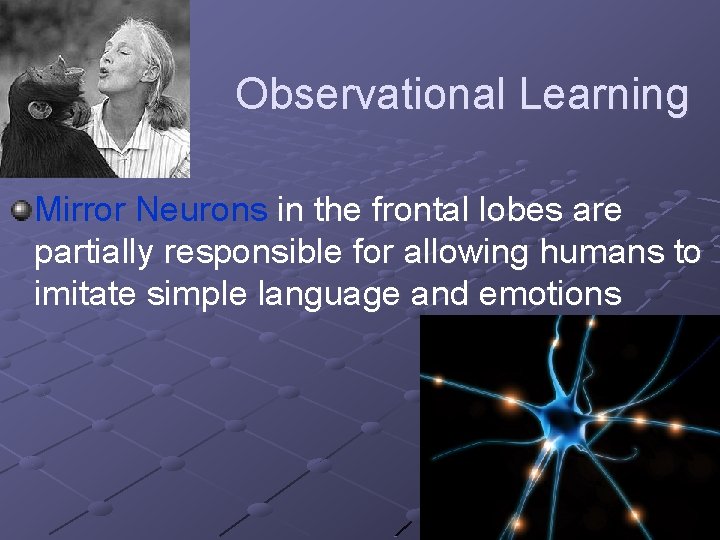 Observational Learning Mirror Neurons in the frontal lobes are partially responsible for allowing humans