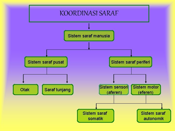 KOORDINASI SARAF Sistem saraf manusia Sistem saraf pusat Otak Saraf tunjang Sistem saraf periferi