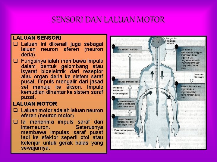 SENSORI DAN LALUAN MOTOR LALUAN SENSORI q Laluan ini dikenali juga sebagai laluan neuron