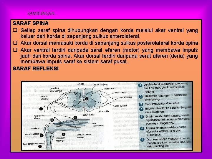 SAMBUNGAN… SARAF SPINA q Setiap saraf spina dihubungkan dengan korda melalui akar ventral yang