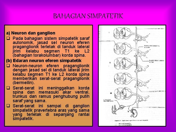 BAHAGIAN SIMPATETIK a) Neuron dan ganglion q Pada bahagian sistem simpatetik saraf autonomik, jasad