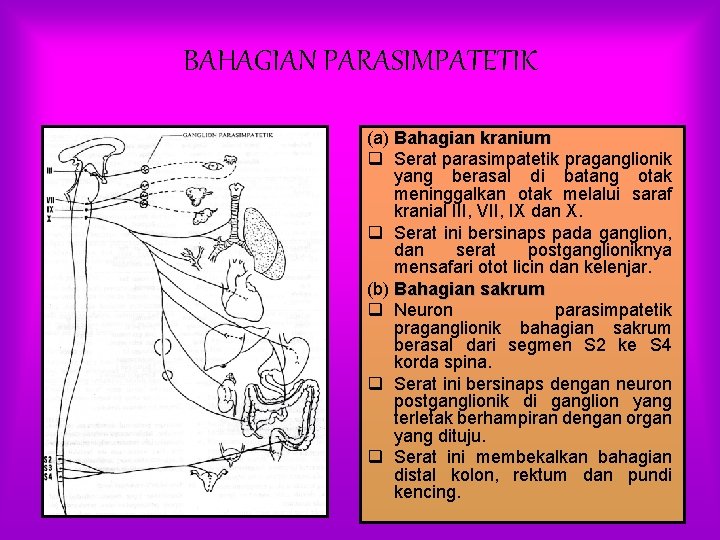 BAHAGIAN PARASIMPATETIK (a) Bahagian kranium q Serat parasimpatetik praganglionik yang berasal di batang otak