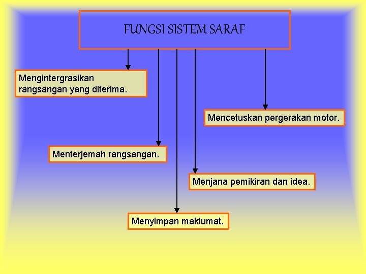 FUNGSI SISTEM SARAF Mengintergrasikan rangsangan yang diterima. Mencetuskan pergerakan motor. Menterjemah rangsangan. Menjana pemikiran