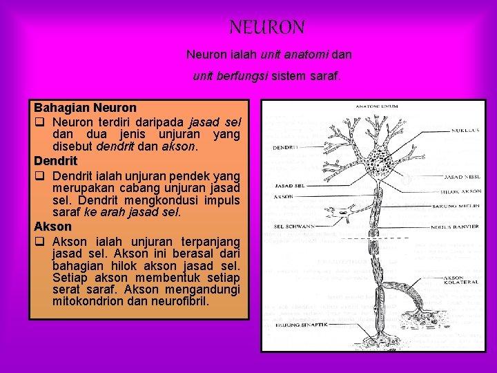 NEURON Neuron ialah unit anatomi dan unit berfungsi sistem saraf. Bahagian Neuron q Neuron