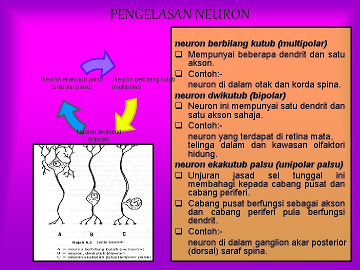 PENGELASAN NEURON neuron berbilang kutub (multipolar) q Mempunyai beberapa dendrit dan satu akson. q