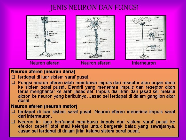 JENIS NEURON DAN FUNGSI Neuron aferen Neuron eferen Interneuron Neuron aferen (neuron deria) q