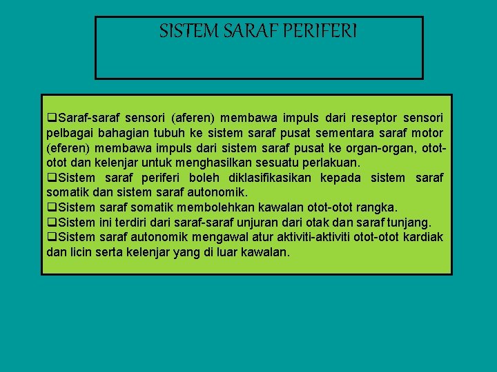 SISTEM SARAF PERIFERI q. Saraf-saraf sensori (aferen) membawa impuls dari reseptor sensori pelbagai bahagian