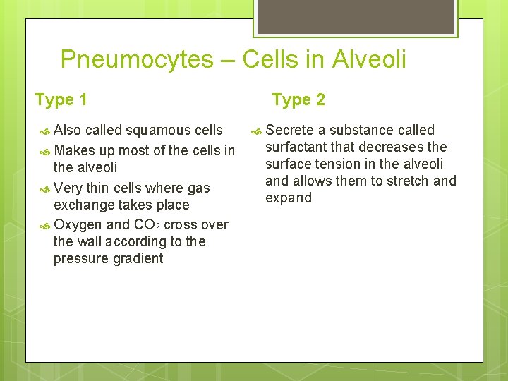 Pneumocytes – Cells in Alveoli Type 1 Also called squamous cells Makes up most