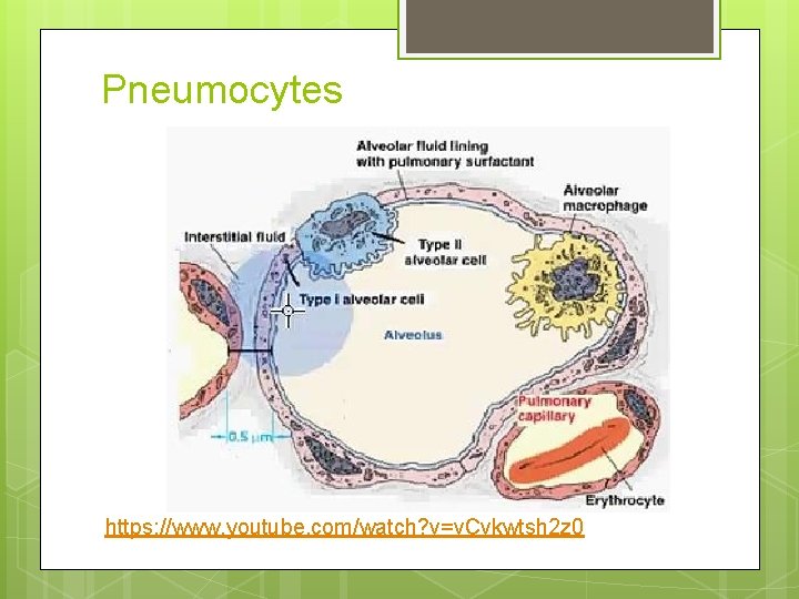 Pneumocytes https: //www. youtube. com/watch? v=v. Cvkwtsh 2 z 0 