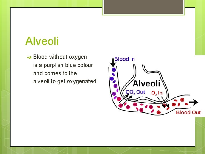 Alveoli Blood without oxygen is a purplish blue colour and comes to the alveoli