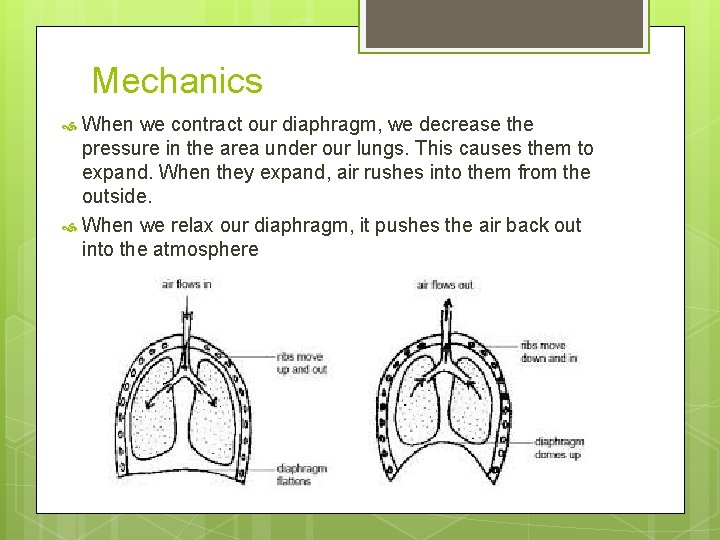 Mechanics When we contract our diaphragm, we decrease the pressure in the area under