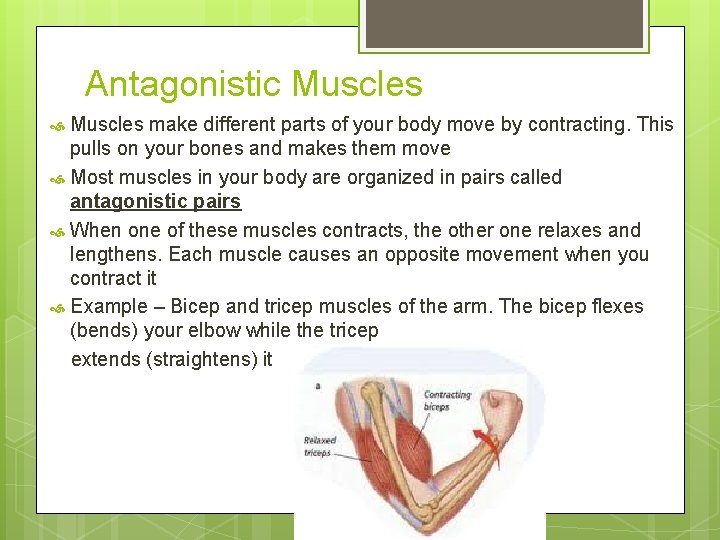 Antagonistic Muscles make different parts of your body move by contracting. This pulls on