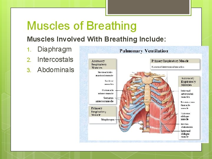 Muscles of Breathing Muscles Involved With Breathing Include: 1. Diaphragm 2. Intercostals 3. Abdominals