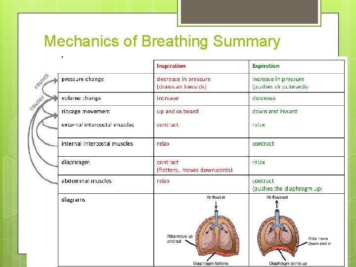 Mechanics of Breathing Summary 