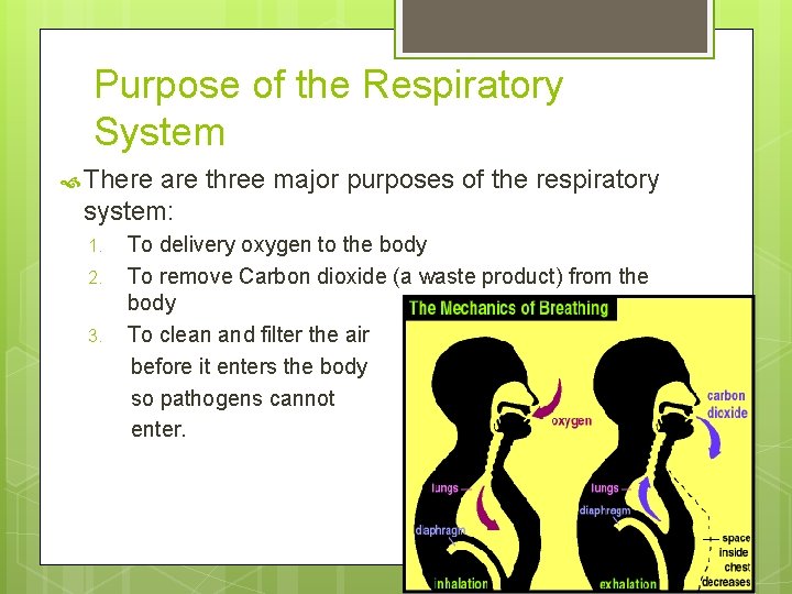 Purpose of the Respiratory System There are three major purposes of the respiratory system: