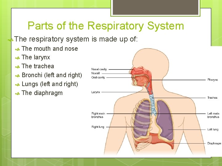 Parts of the Respiratory System The respiratory system is made up of: The mouth